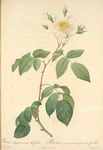 Rosa Sempervirens Latifolia; Rosier a feuilles per sistantes, variete