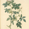 Rosa Canina Nitens; Rosier de Chien, variete