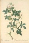 Rosa Canina Nitens; Rosier de Chien, variete
