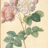 Rosa Damascena; Rosiier damascéne 'Celestiana'