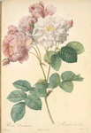 Rosa Damascena; Rosiier damascéne 'Celestiana'