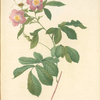 Rosa Alpina Flore Variegato; Rosier de frene a fleurs panachees