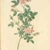 Rosa Pomponia Flore Subsimplici; Rosier a centfeuilles, variete