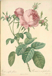 Rosa Centifolia Foliacea; Variete du Rosier á centfeuilles