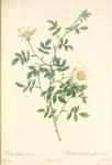 Rosa Sepium Rosea; Rosier des Hayes