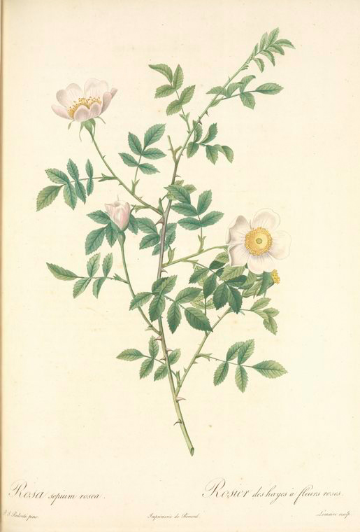 Rosa Sepium Rosea; Rosier des Hayes - NYPL Digital Collections