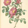 Rosa Pumila; Rosier d'Amour; Rosier d'Autriche