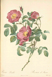 Rosa Pumila; Rosier d'Amour; Rosier d'Autriche