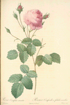Rosa Centifolia Crenata; Rosier á centfeuilles, variete