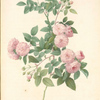 Rosa Multiflora Carnea; Rosier du Japon á fleurs carnees