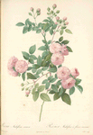 Rosa Multiflora Carnea; Rosier du Japon á fleurs carnees
