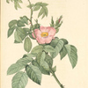 Rosa Villosa Therebenthina; Rosier velu á odeur de Térébenthine