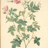Rosa Parvi-Flora (Var. Flore Multiplici); Rosier des pres a fleurs doubles