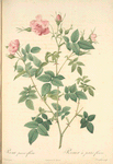 Rosa Parvi-Flora (Var. Flore Multiplici); Rosier des pres a fleurs doubles