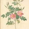 Rosa Rubiginosa Flore Semi-Pleno; Rosier rubigineux a fleurs semi-doubles