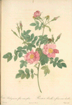 Rosa Rubiginosa Flore Semi-Pleno; Rosier rubigineux a fleurs semi-doubles