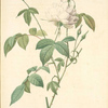 Rosa Indica Subalba; Rosier mensuel, variete
