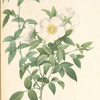 Rosa Nivea; Cherokee Rose