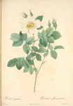 Rosa Geminata; Rosier a fleurs géminées (syn)