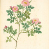 Rosa Dumetorum; Rosier des Buissons (syn)