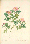 Rosa Dumetorum; Rosier des Buissons (syn)