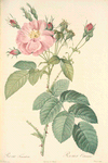 Rosa Tomentosa; Variété du Rosier tomenteux a fleurs doubles