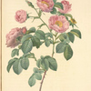 Rosa Mollissima Flore Submultiplici; Variété du Rosier tomenteux a fleurs semi-doubles