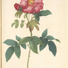 Rosa Gallica Caerulea; Variete du Rosier de France