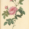 Rosa Inermis; Rosier de Boursault