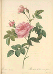 Rosa Inermis; Rosier de Boursault