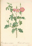 Rosa Rubiginosa Aculeatissima; Rosier rubigineux tres epineux