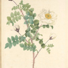 Rosa Pimpinellifolia Alba Flore Multiplici; Rosier Pimprenelle a fleurs semi-doubles, variete