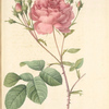 Rosa Centifolia Anglica Rubra; Variety du Rosier á centfeuilles