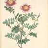Rosa Pimpinellifolia Flore Variegato; Variete du Rosier Pimprenelle á fleurs panachees