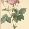 Rosa Gallica Granatus; Rosier de France, variete