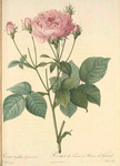 Rosa Gallica Granatus; Rosier de France, variete