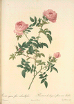 Rosa Sepium Flore Submultiplici; Rosier des Hayes a fleurs semi-doubles