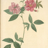 Rosa Hudsoniana Scandens; Rosier d'Hudson a fleurs semi-doubles, variete