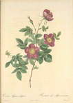 Rosa Alpina Vulgaris; Eglantier des Alpes (syn.); Rosier des Alpes