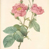 Rosa Centifolia Anemonoides; Rosier a centfeuilles a fleurs d'anemone