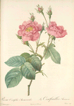 Rosa Centifolia Anemonoides; Rosier a centfeuilles a fleurs d'anemone