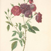 Rosa Indica Subviolacea; Rosier mensuel