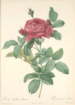 Rosa Gallica Pontiana; Rosier de France, variete