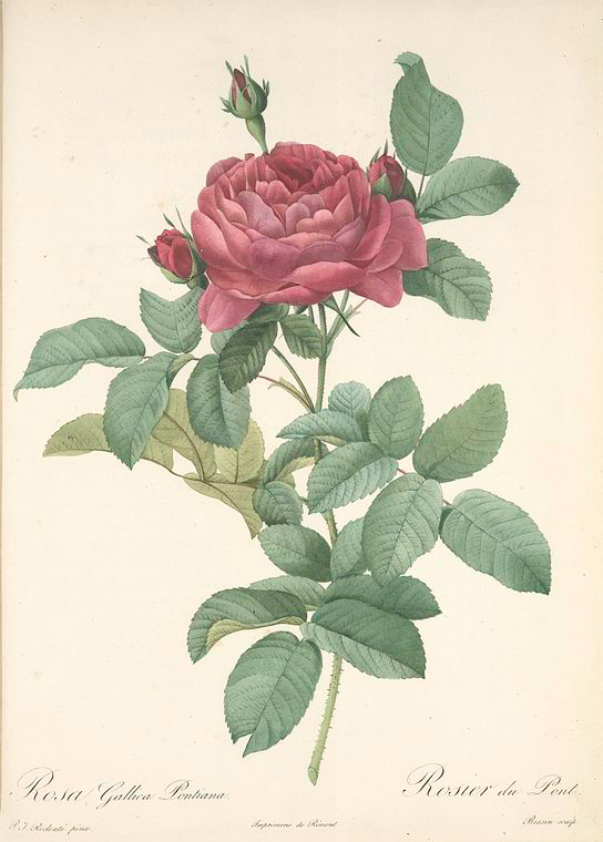 Rosa Gallica Pontiana; Rosier de France, variete - NYPL Digital Collections