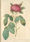 Rosa Gallica Latifolia; Rosier de France  á grandes feuilles, variete