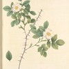 Rosa Spinulifolia Dematratiana; Rosier des Alpes — hybride spontane