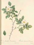 Rosa Spinulifolia Dematratiana; Rosier des Alpes — hybride spontane