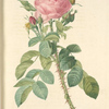 Rosa Bifera Macrocarpa; Rosier de Portland 'Rose du Roi'