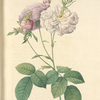 Rosa Damascena Celsiana Prolifera; Rosier Damascene 'Celestiana'