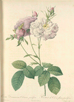 Rosa Damascena Celsiana Prolifera; Rosier Damascene 'Celestiana'